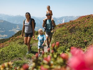 Eine Familie wandert den Panoramaweg entlang in Richtung Wiedersberger Horn, rundherum ganz viele blühende Almrosen  | © Alpbachtal Tourismus | Mathäus Gartner 