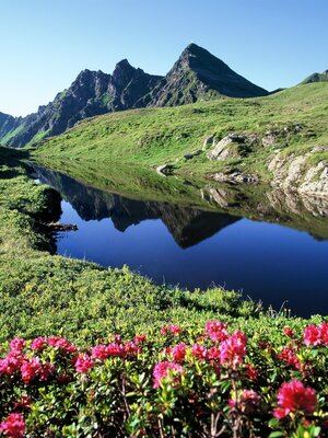 Bergsee Sagtaler Spitzen Almrosen