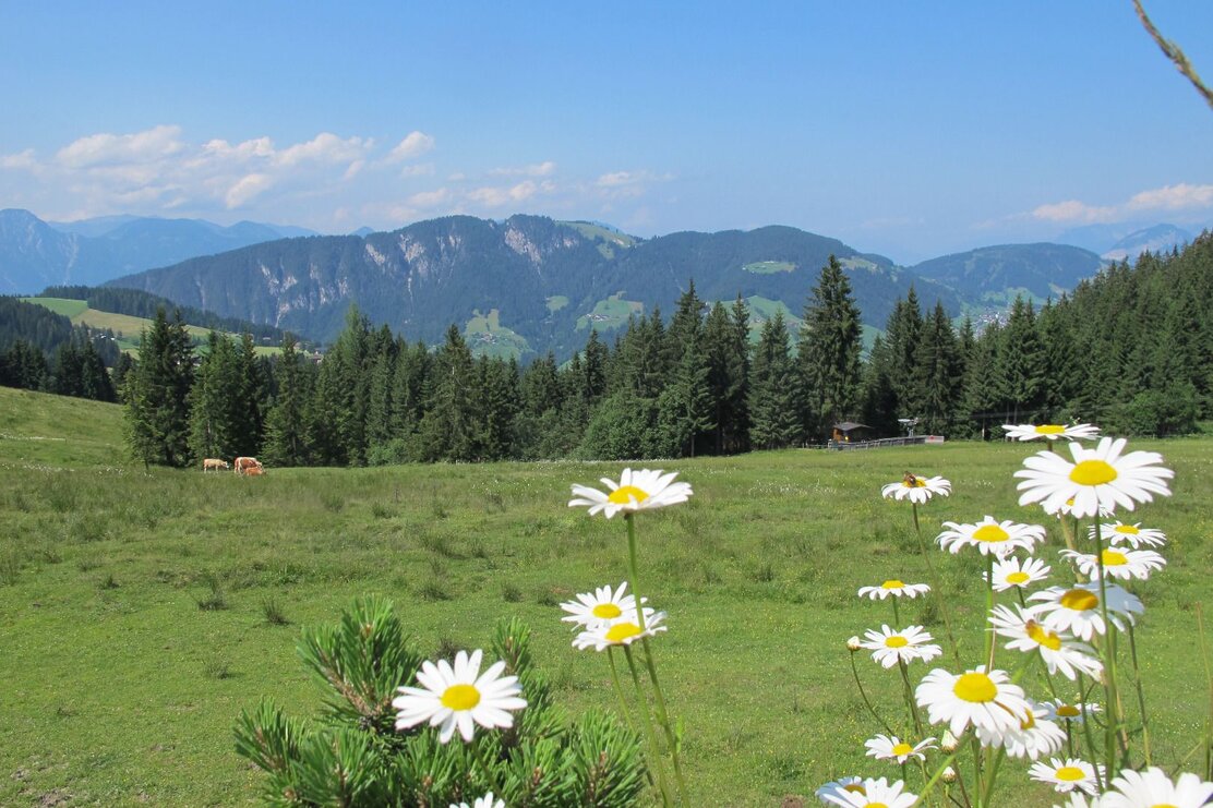 Wildschönau Auffach Koglmoos Ausblick.jpg | © Wildschönau Tourismus