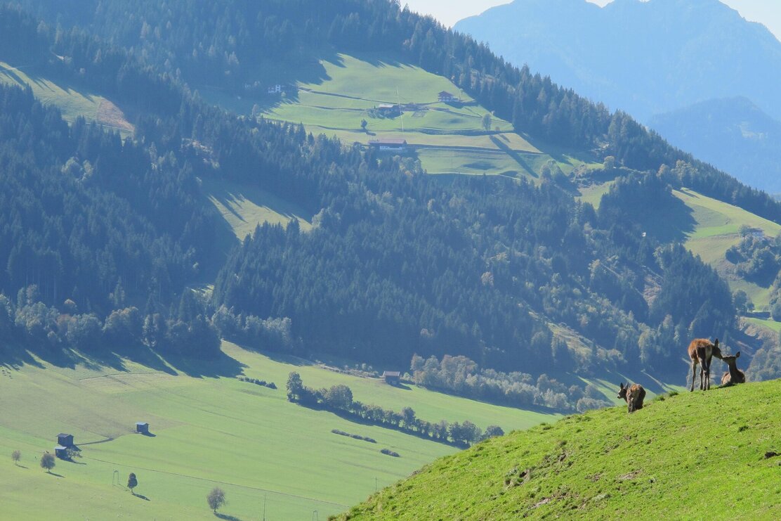 Wildschönau Niederau Foisching Wildgehege | © Wildschönau Tourismus