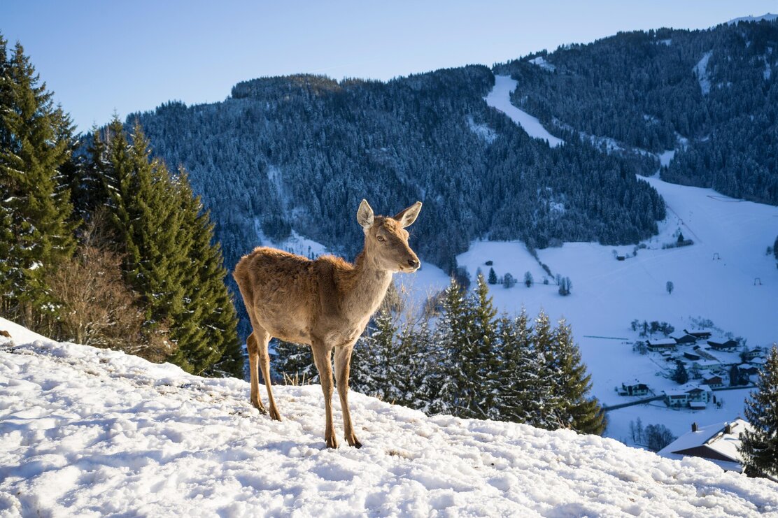 Wildschönau Niederau Foisching Wildgehege | © Wildschönau Tourismus