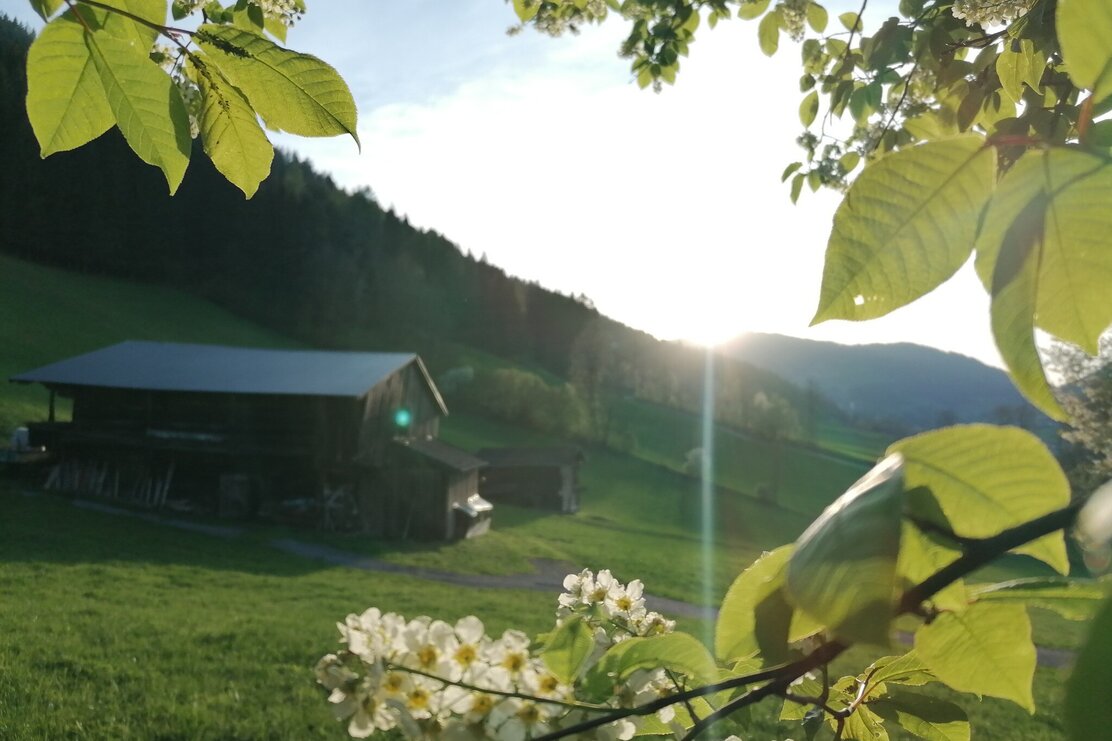 IMG_20240412_190551.jpg | © Wildschönau Tourismus IMG_20240412_190551.jpg | © Wildschönau Tourismus