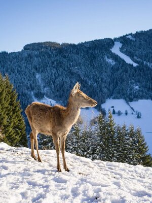Wandern_TVB_Wildschoenau_01_2022_Dabernig_42.jpg | © Hannes Dabernig