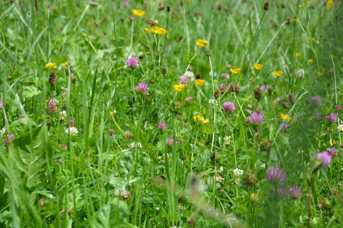 Wildschönau Wiese | © Wildschönau Tourismus Wildschönau Wiese | © Wildschönau Tourismus