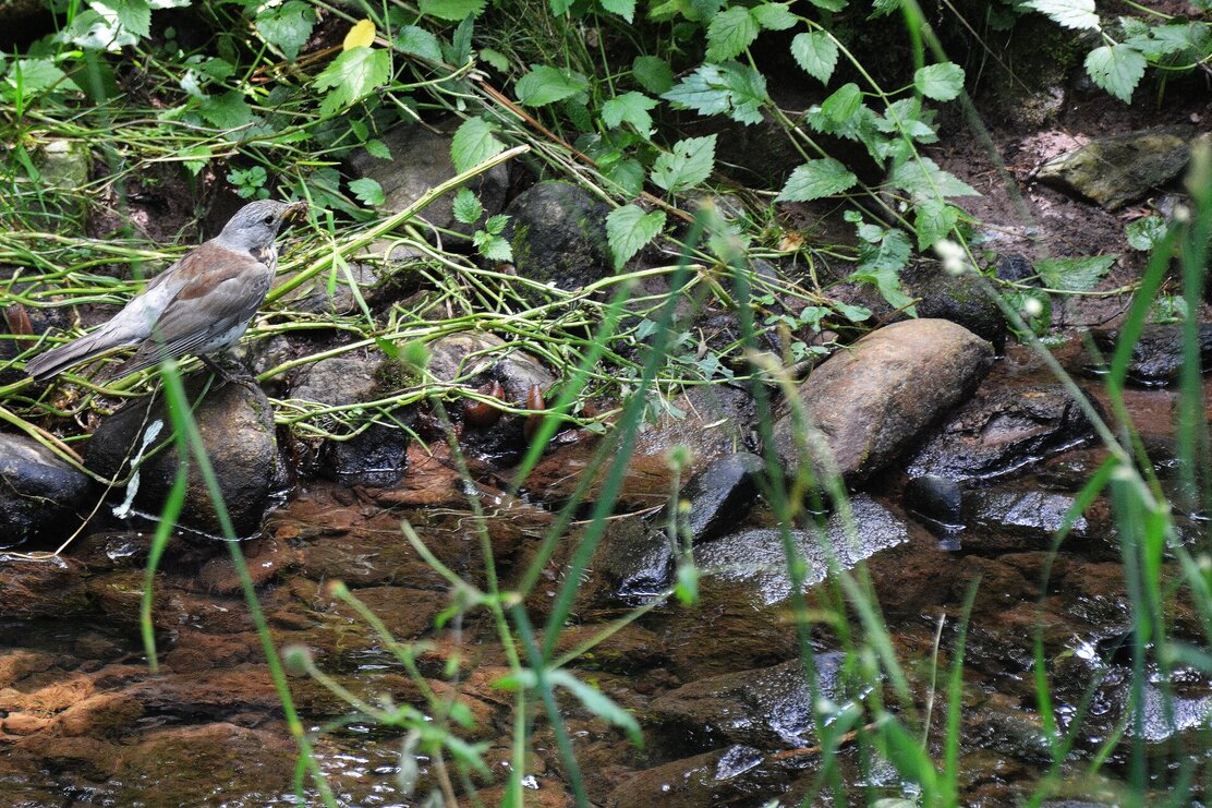 Wildschönau Auenweg | © Wildschönau Tourismus L. Gruber Wildschönau Auenweg | © Wildschönau Tourismus L. Gruber