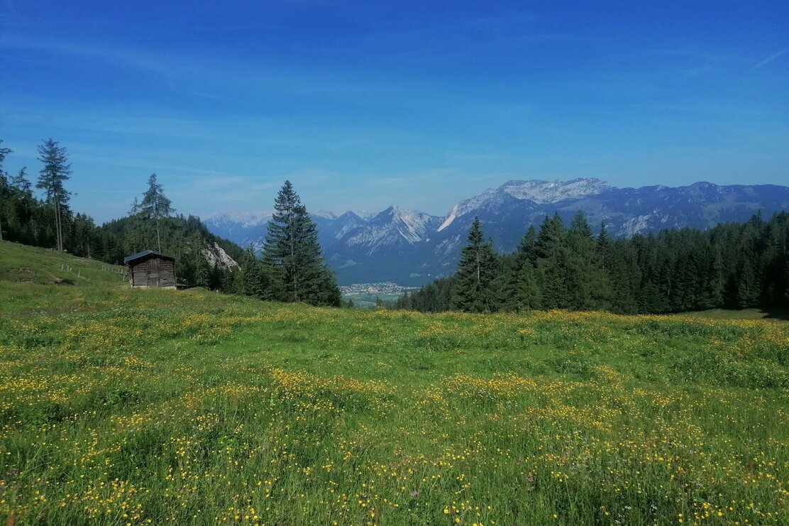 Holzalm frisches Grasl.jpg | © Wildschönau Tourismus