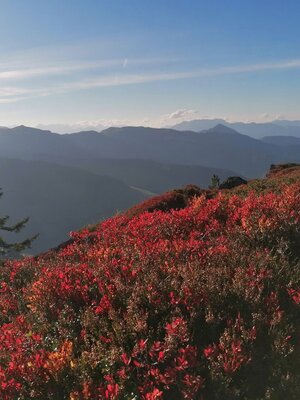Herbstfarben am Höhenweg.jpg | © Wildschönau Tourismus