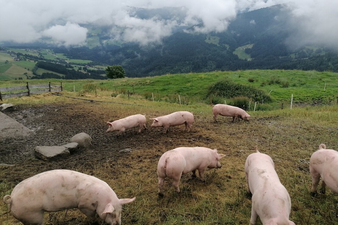 Wildschönau Brixentaler Holzalm | © Wildschönau Tourismus