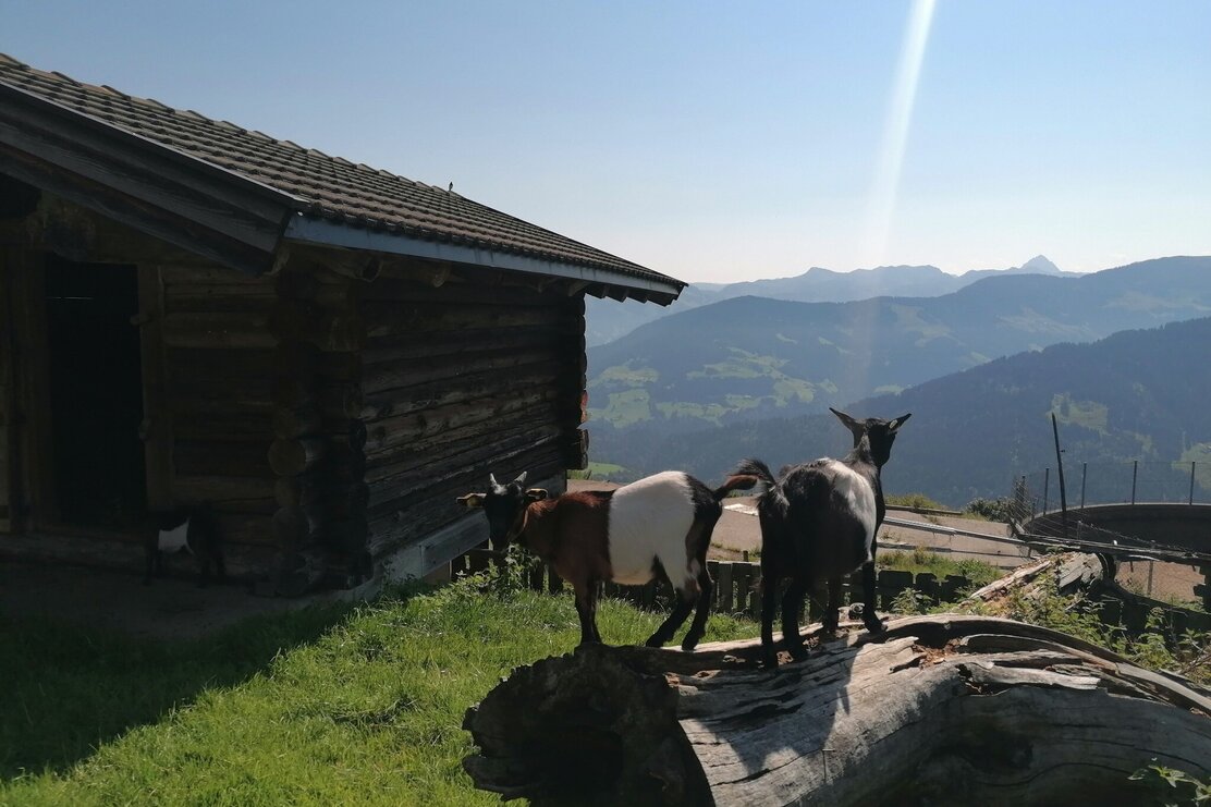 Wildschönau Brixentaler Holzalm | © Wildschönau Tourismus