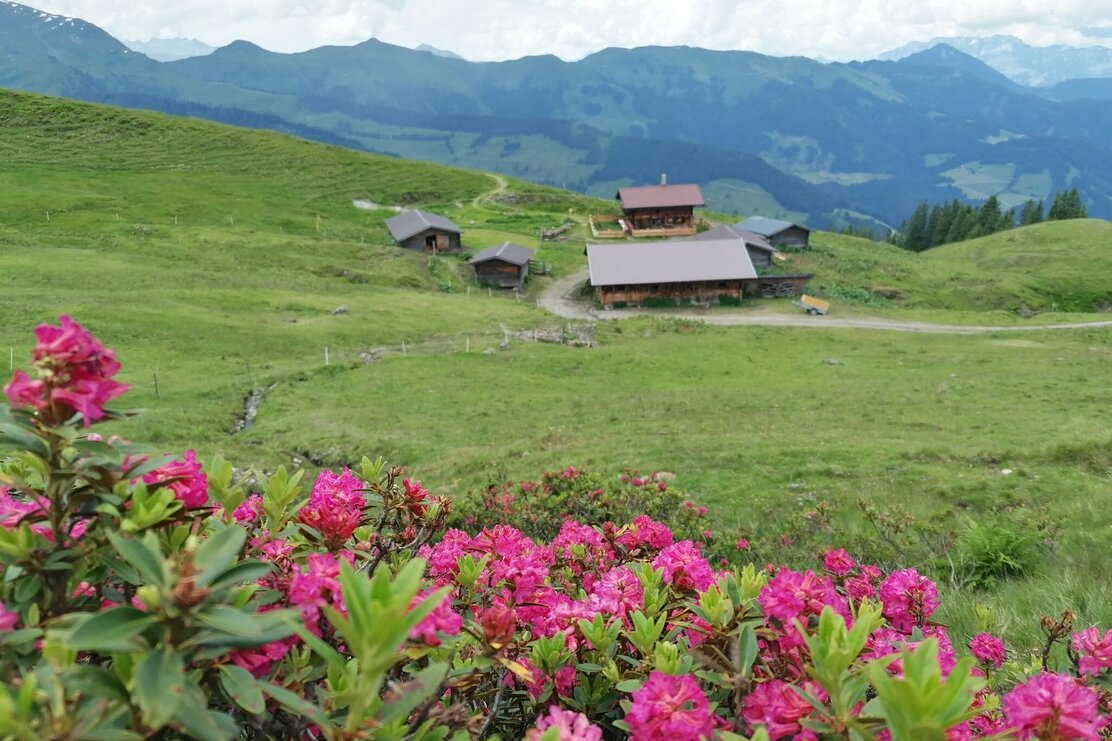 Wildschönau Vordere Feldalm | © Wildschönau Tourismus