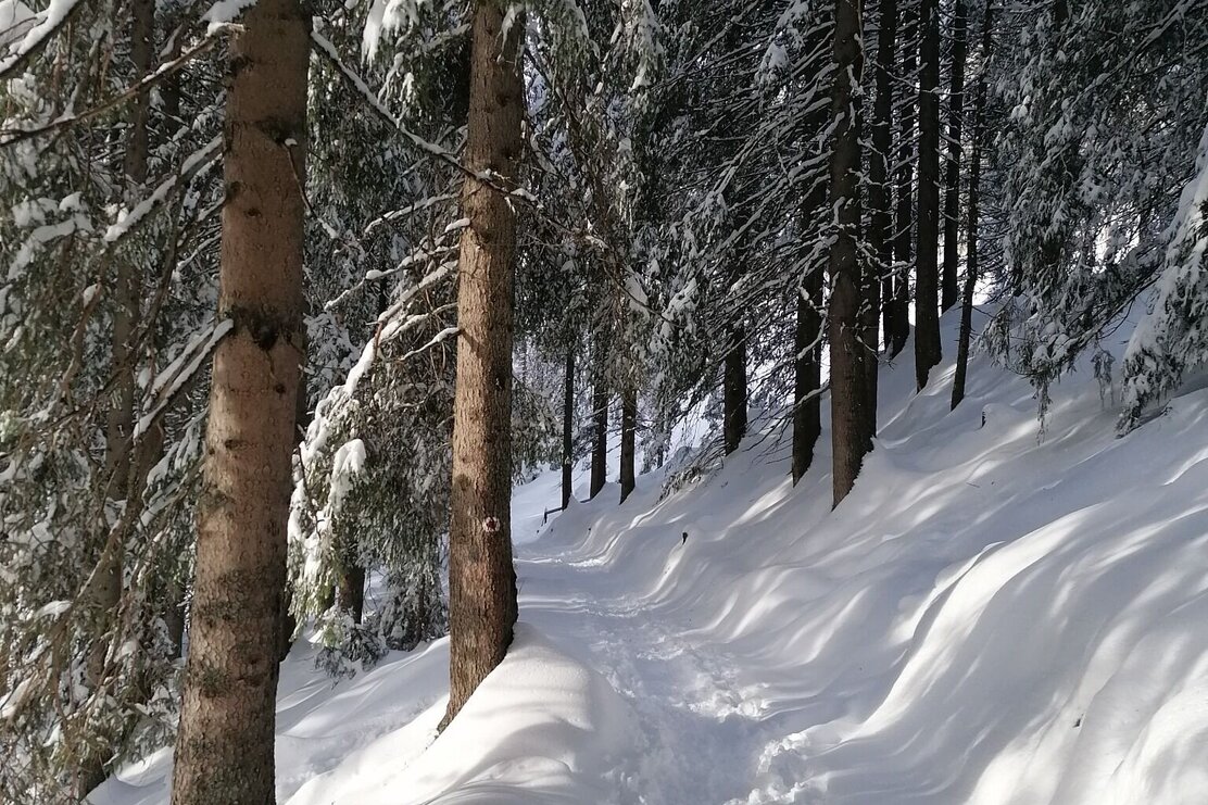 Wildschönau Holzalm Kasalm Wald | © Wildschönau Tourismus