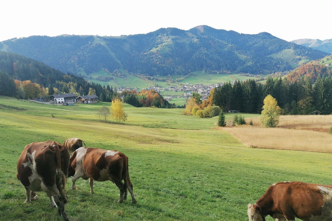 Wildschönau Niederau Hochzeil Weide.jpg | © Wildschönau Tourismus Wildschönau Niederau Hochzeil Weide.jpg | © Wildschönau Tourismus
