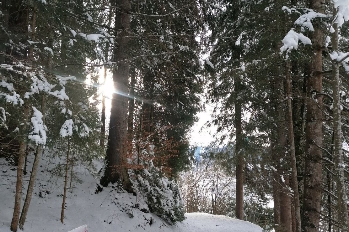 Wildschönau Oberau Waldrandweg Bank.jpg | © Wildschönau Tourismus