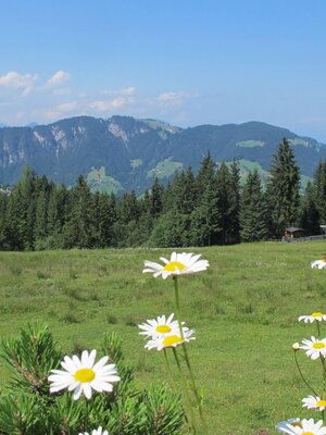 Wildschönau Auffach Koglmoos Ausblick.jpg | © Wildschönau Tourismus