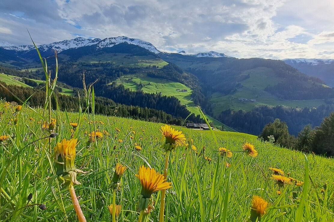 Wildschönau Aufach Adlerhorst Weide.jpg | © Wildschönau Tourismus