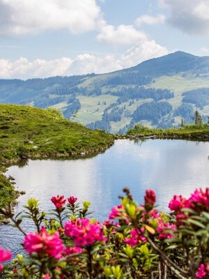 Bilder Baumgartenalm FG Alex Mayr Rechte Wildschönau Tourismus (1) (Large).jpg | © Wildschönau Tourismus