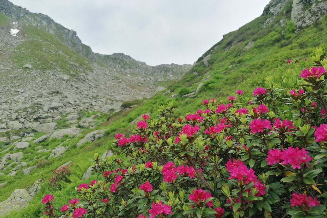 Wildschönau Tourismus Sonnjoch Almrosen Gewi.jpg | © Wildschönau Tourismus
