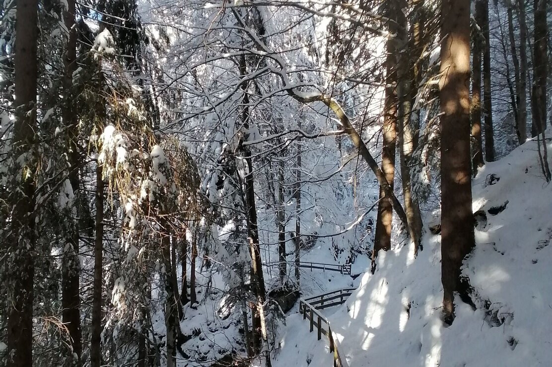 Wildschönau Oberau Sonnbergrunde Wald | © Wildschönau Tourismus