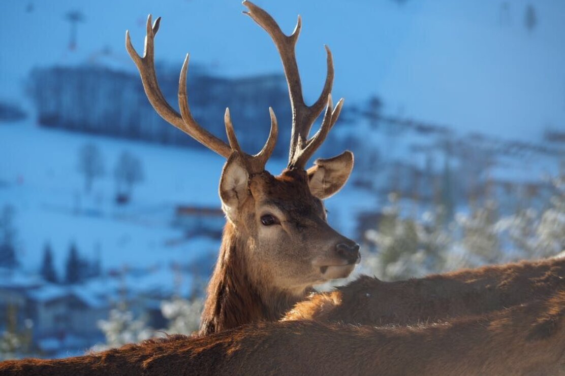 Wildschönau Niederau Foisching Rotwild 4.jpg | © Wildschönan Tourismus Wildschönau Niederau Foisching Rotwild 4.jpg | © Wildschönan Tourismus