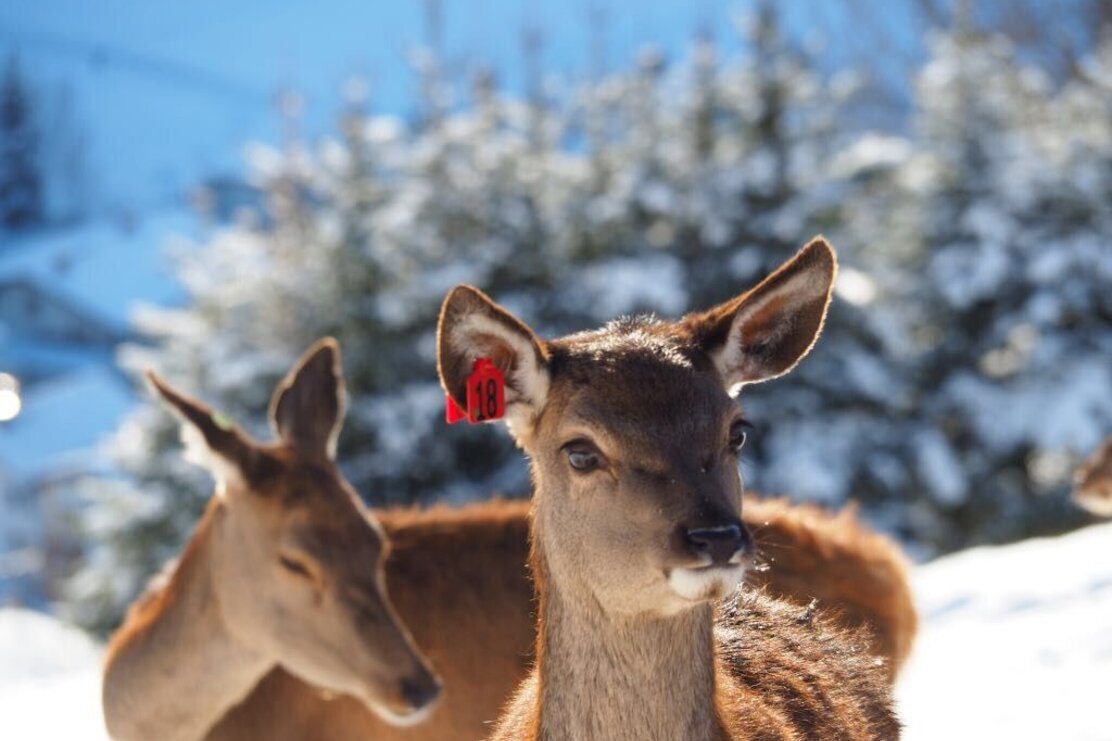 Wildschönau Niederau Foisching Rotwild 3.jpg | © Wildschönan Tourismus Wildschönau Niederau Foisching Rotwild 3.jpg | © Wildschönan Tourismus