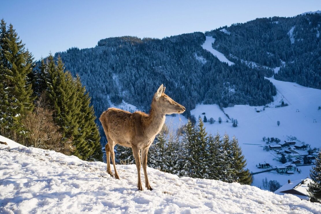 Wildschönau Niederau Foisching Rotwild Winter 2.jpg | © Hannes Dabernig Wildschönau Niederau Foisching Rotwild Winter 2.jpg | © Hannes Dabernig