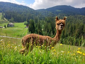 Alpaka Sommer | © Wildschönau Tourismus
