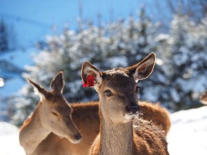 Wildgehege Foisching Winter(1)