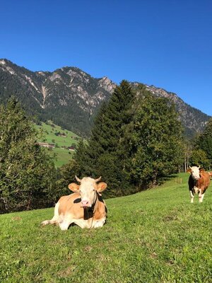 Bauernhoftiere