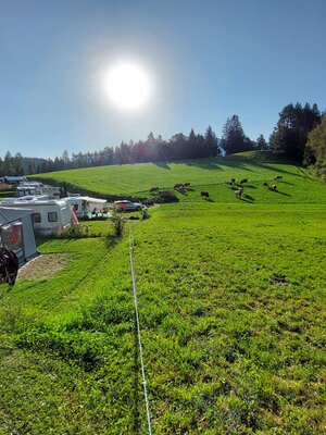 Kühe am Stadlerhof