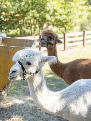 Ponyranch & Streichelzoo