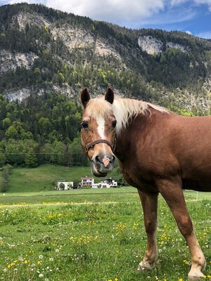 Haflingerhof Haflinger 'Belmara' | © Haflingerhof